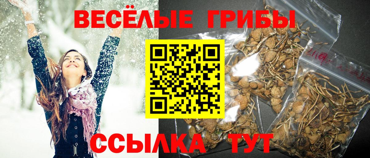 Псилоцибиновые грибы Psilocybine cubensis Коркино